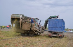 В Приволжском районе проводят механизированную уборку томатов 