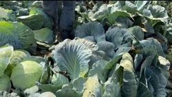 Приволжский фермер начал сбор белокочанной капусты