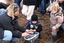 В Астраханской области выпущено 10 тысяч молоди сазана в Волгу