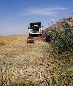 В Приволжском районе приступили к уборке риса