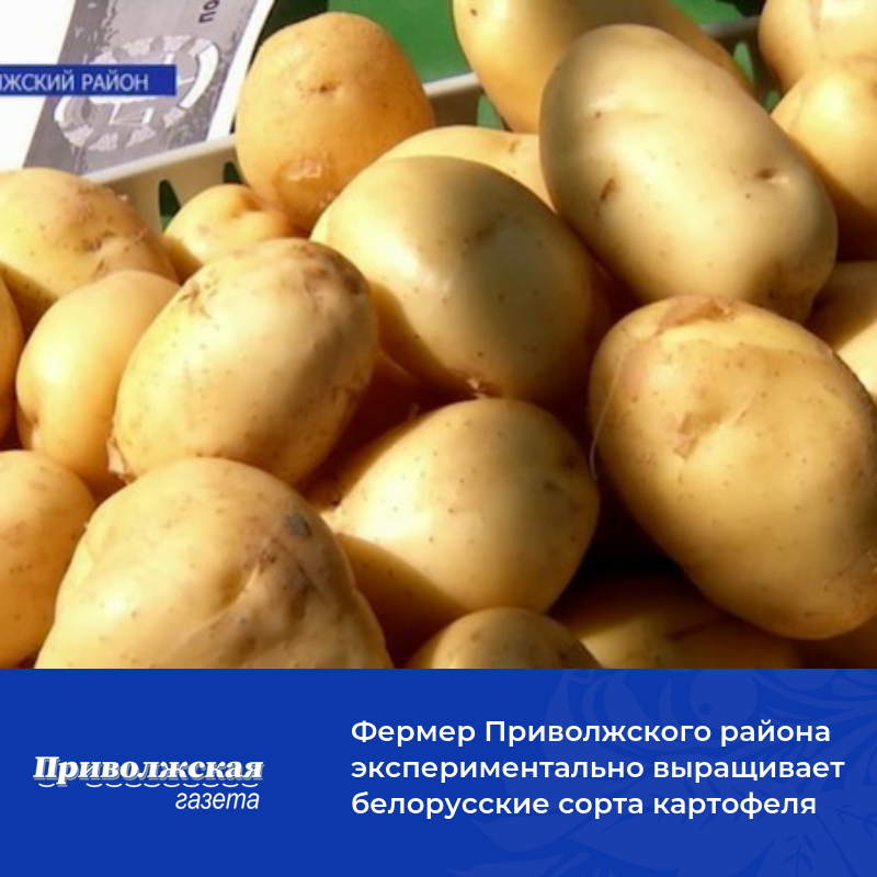 Фермер Приволжского района экспериментально выращивает белорусские сортакартофеля