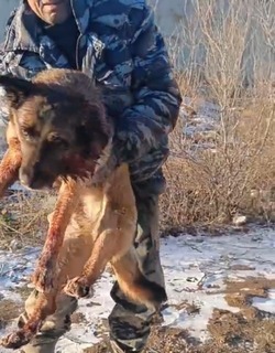 В Астраханской области фиксируют случаи жестокого обращения с животными 