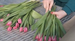 В питомнике южных растений «Началово» рассказали о выращивании тюльпанов