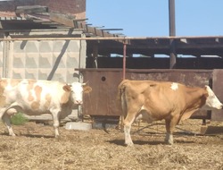 В Приволжском районе не биркованных коров увозят на штрафстоянки