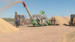 Астраханское агропредприятие экспортировало в Беларусь 400 тонн риса