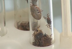  У жителя Приволжского района диагностирована клещевая лихорадка