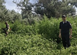 В Астраханской области проводится оперативно-профилактическое мероприятие «Мак-2026»