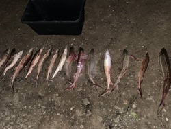 В автомобиле жителя Приволжского района обнаружено 18 осетров