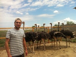 В селе Приволжского района поселились страусы