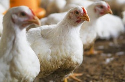 У жительницы Приволжского района пытались похитить куриц