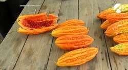 Фермер из Астраханской области выращивает чёрный тмин и китайский гранат