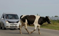 Приволжанам напоминают про запрет свободного выпаса скота вне установленных мест 