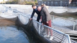 Приволжское предприятие более 20 лет занимается выращиванием осетровых рыб