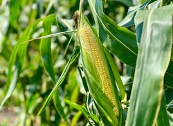 Приволжский фермер за сезон собирает около 60 000 початков кукурузы с 1 гектара