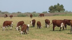 В Думе Астраханской области обсудили вопрос бесконтрольного выпаса скота