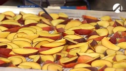 Килинчинские сады запустили производство фруктовых чипсов