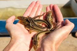 В Астраханской области выпустили более 500 тысяч мальков русского осетра