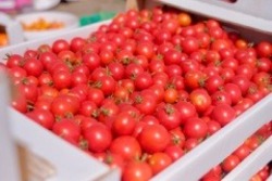 Астраханская область укрепляет статус всероссийской «томатной столицы»