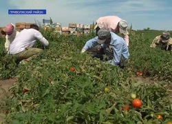 Аграрии Приволжского района планируют собрать более 200 тысяч тонн овощей 