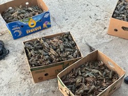 В Приволжском районе пресечена перевозка более 400 килограммов ракообразных
