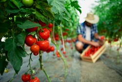 В Астраханской области планируют использовать районированные сорта овощных культур