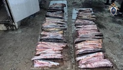 Приволжанина осудили за вылов более сотни осетров 