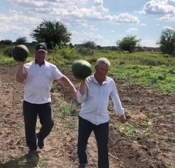 В Приволжском районе выращивают порционные сорта арбузов